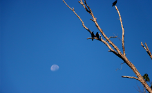 morning-moon-by-michael-r-bailey